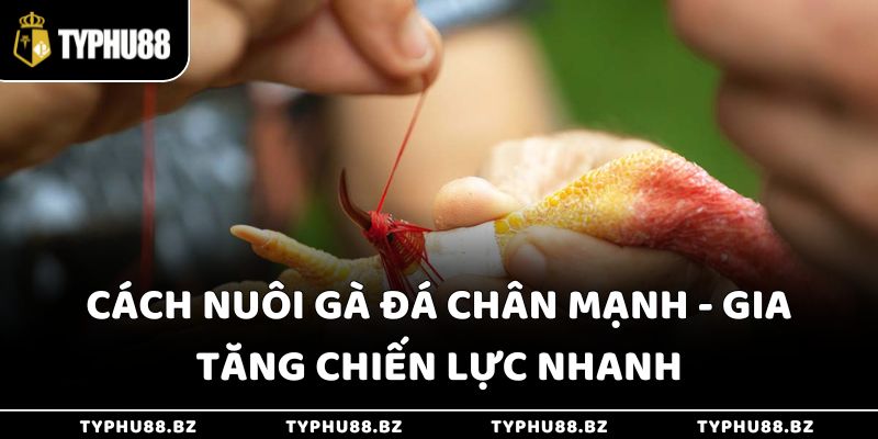 Cách Nuôi Gà Đá Chân Mạnh - Gia Tăng Chiến Lực Nhanh