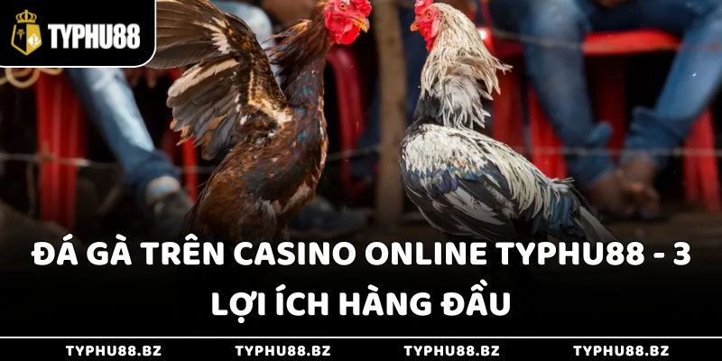 Đá Gà Trên Casino Online Typhu88 - 3 Lợi Ích Hàng Đầu 1 Đá Gà Trên Casino Online Typhu88 - 3 Lợi Ích Hàng Đầu