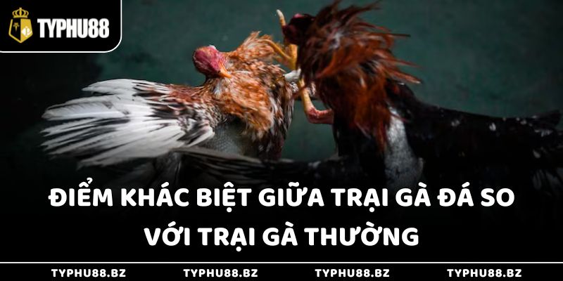 Điểm khác biệt giữa trại gà đá so với trại gà thường